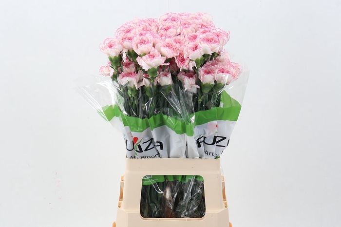 <h4>Dianthus ST 'Pastel Damascus'</h4>