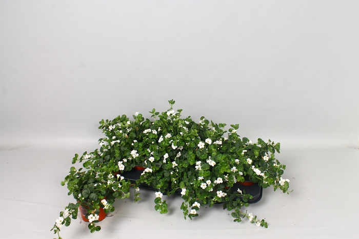 <h4>SUT BIG WHITE FALLS</h4>