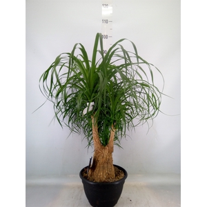 Beaucarnea recurvata