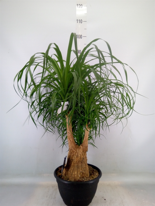 <h4>Beaucarnea recurvata</h4>