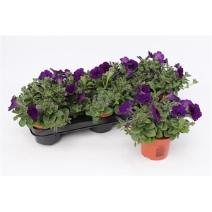 Petunia  'Famous Blue'