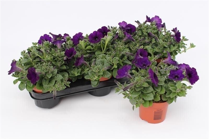 <h4>Petunia 'Famous Blue'</h4>