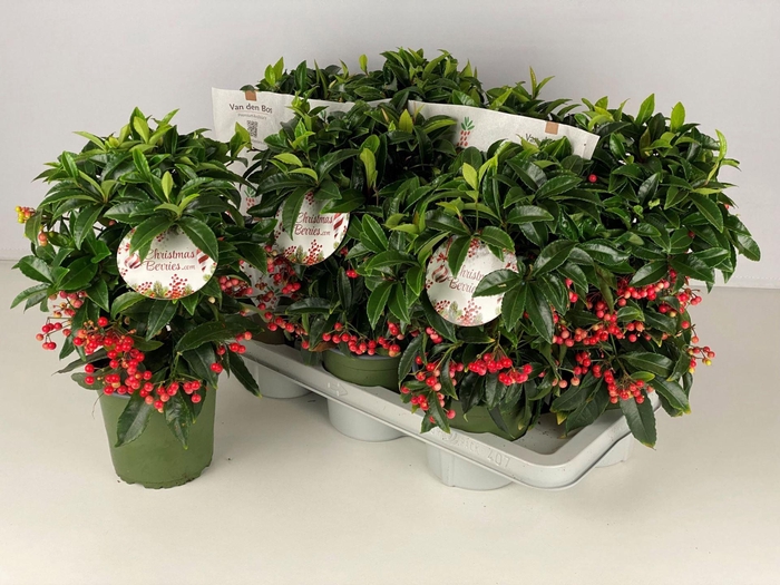 <h4>Ardisia Bos Premium</h4>