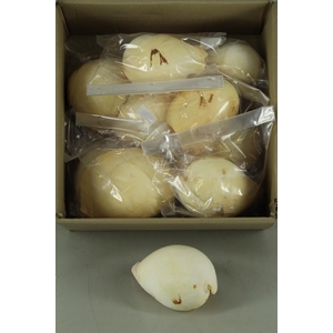 Shell Red Patram Giant ca.20cm