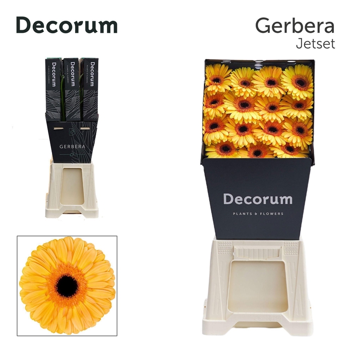 <h4>GE GR JETSET</h4>