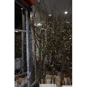 Chaenomeles Superba Ivoor 180 200cm