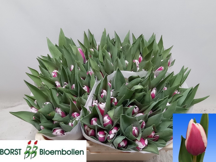 <h4>TU EN CROSSOVER</h4>