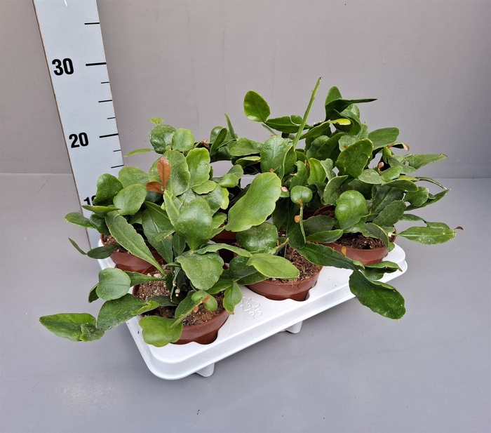 <h4>Rhipsalis ...</h4>