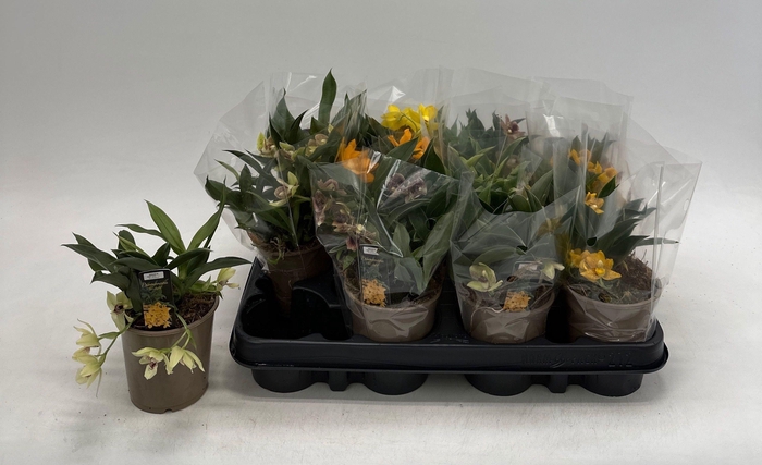 <h4>PROMENAEA SUNLIGHT</h4>