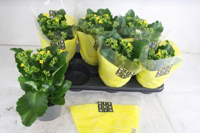 <h4>KAL EN PRIME YELLOW</h4>