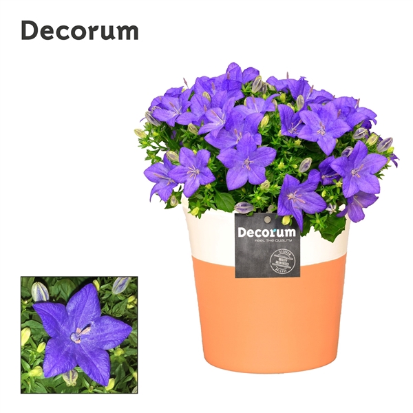 <h4>Campanula 'Napoli' Decorum Terra Cotta</h4>