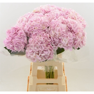 Hydrangea Force | Roze