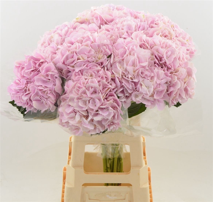 <h4>Hydrangea Force | Roze</h4>