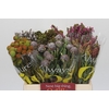 Kaaps Groen Mix in emmer