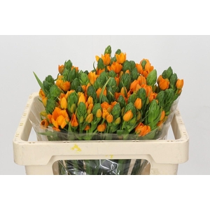 Ornithogalum dubium 'Orange Fire'