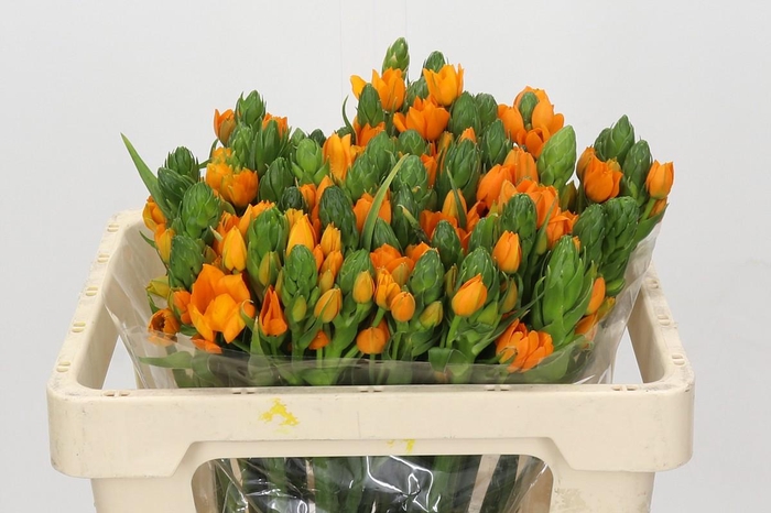 <h4>Ornithogalum dubium 'Orange Fire'</h4>