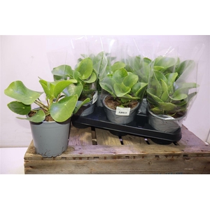 arr8 Pilea Peperomioides