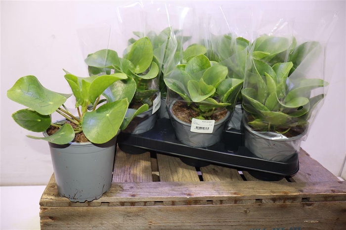 arr8 Pilea Peperomioides