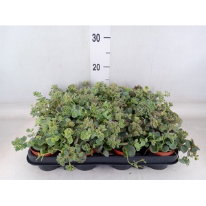 Sedum sieboldii