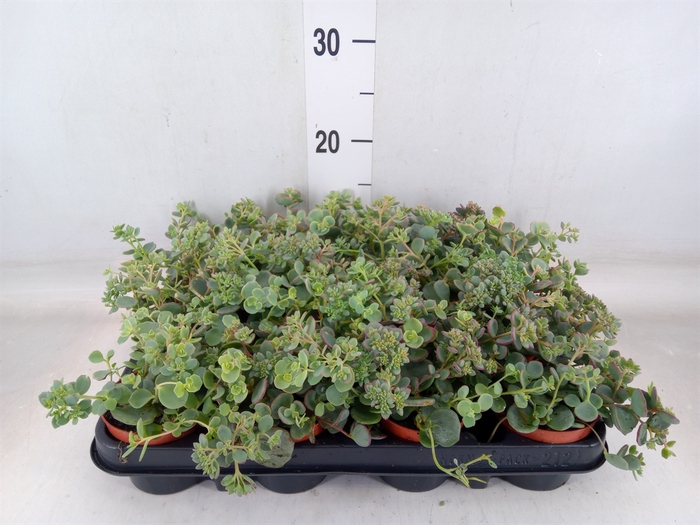 <h4>Sedum sieboldii</h4>