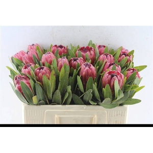 PROTEA RED ICE