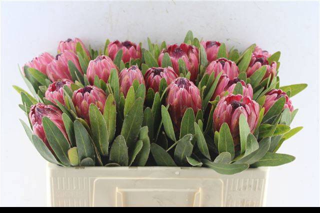 <h4>PROTEA RED ICE</h4>