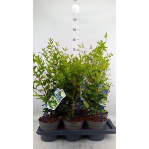 Ligustrum japonicum