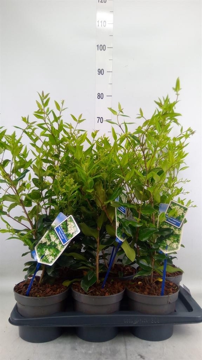 <h4>Ligustrum japonicum</h4>