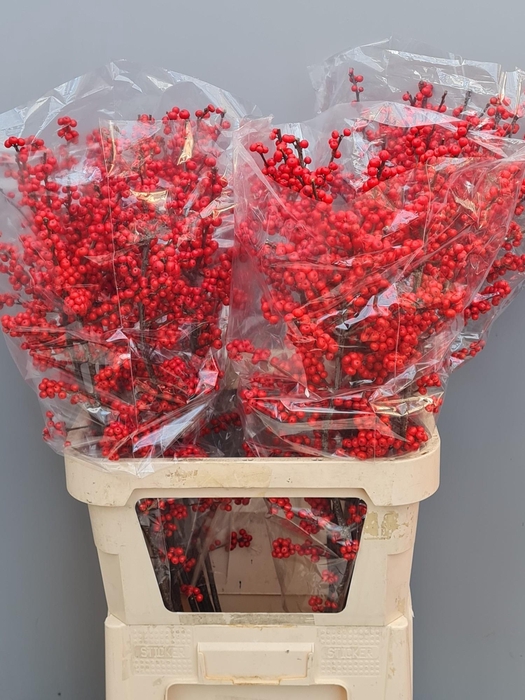 <h4>ILEX VE RODE BES</h4>