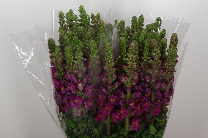 <h4>Antir It Bordeaux</h4>