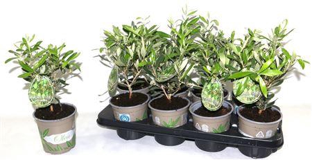 <h4>Olea Europaea</h4>