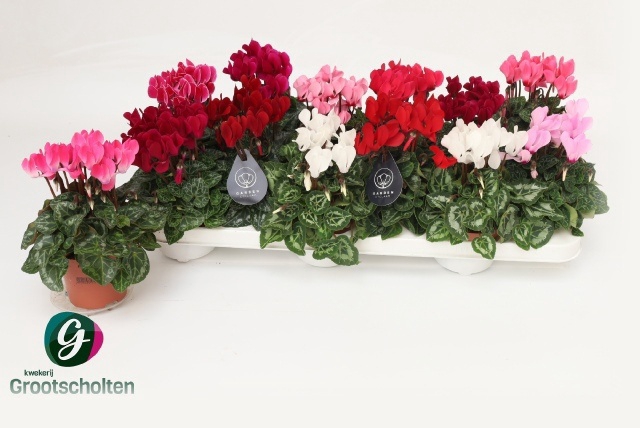 <h4>CYCL KL SUP VERANO</h4>