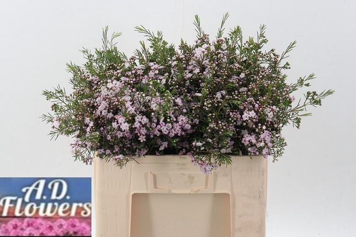 <h4>Cham Un Dancing Queen</h4>