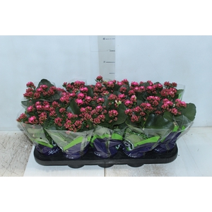 KALANCHOE DOBRADO P11 PINK