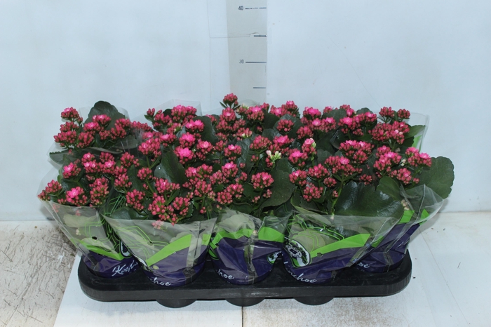 <h4>KALANCHOE DOBRADO P11 PINK</h4>