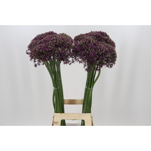 Allium Miami