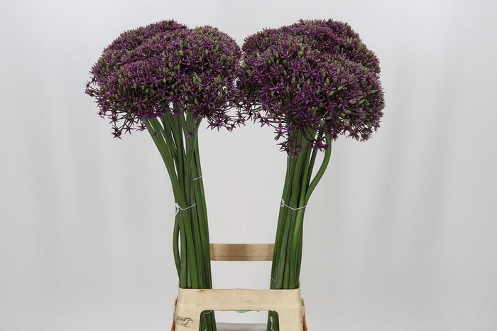 Allium Miami