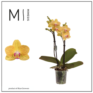 Phalaenopsis Gold Baby 2 spike – 7cm | Mimesis