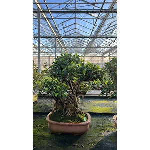 Ficus retusa, pot 44cm. Height 80cm.( single item)