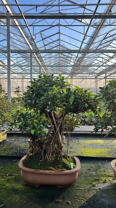 <h4>Ficus retusa, pot 44cm. Height 80cm.( single item)</h4>