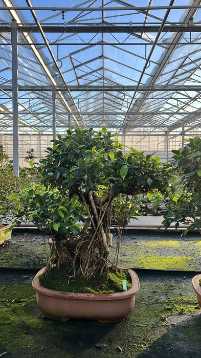 <h4>Ficus retusa, pot 44cm. Height 80cm.( single item)</h4>