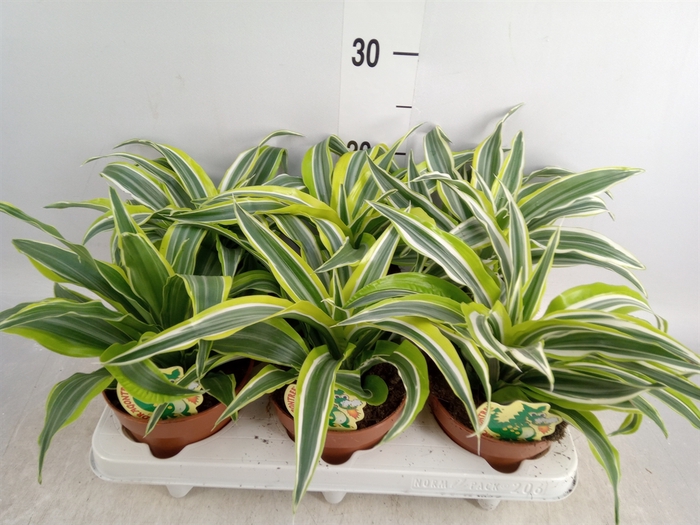 <h4>Dracaena frag. 'Surprise'</h4>