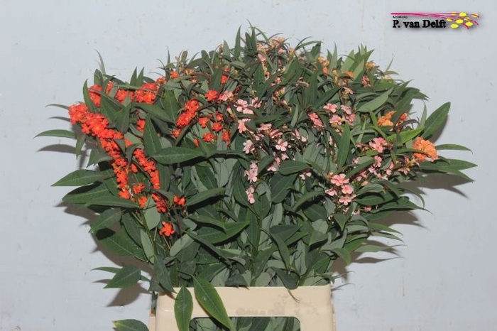 <h4>EUPH FU GEM</h4>