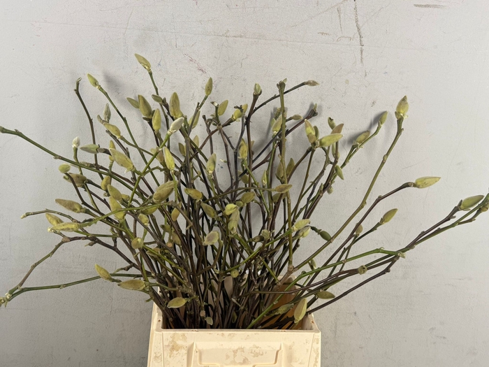 MAGNOLIA SOULANGEANA 050CM