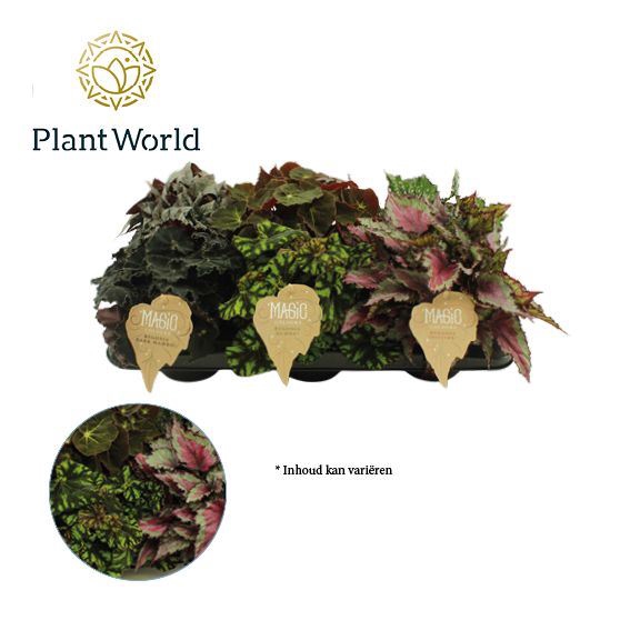<h4>Begonia blad (Rex Grp) gemengd</h4>