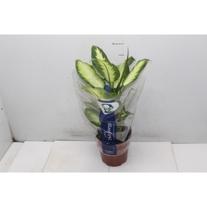 DIEFFENBACHIA VARIADO P17