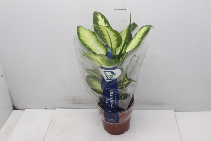 DIEFFENBACHIA VARIADO P17