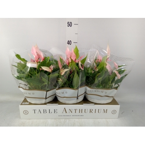 Anthurium andr. 'Lilli'