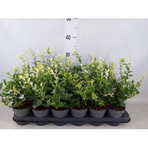 Euonymus fortunei 'Harlequin'