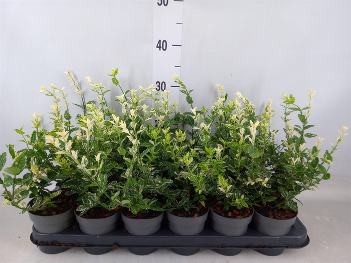 <h4>Euonymus fortunei 'Harlequin'</h4>